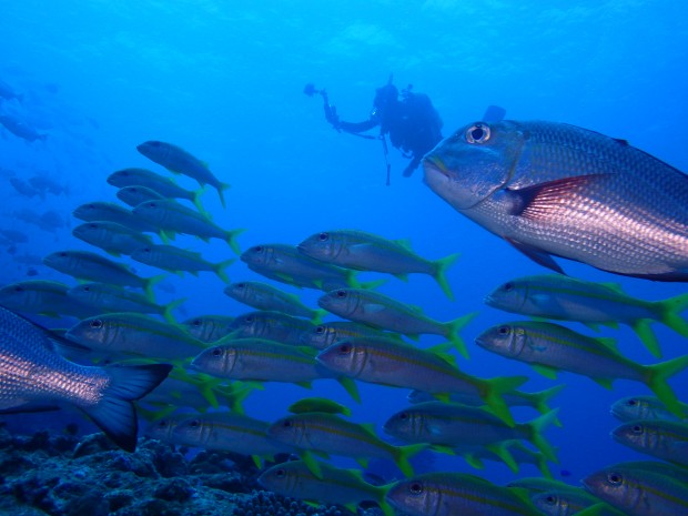 魚影とダイバー