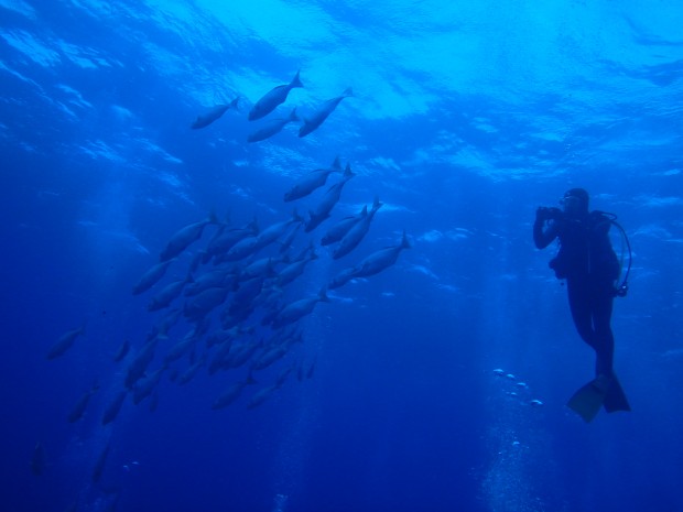 魚影とダイバー