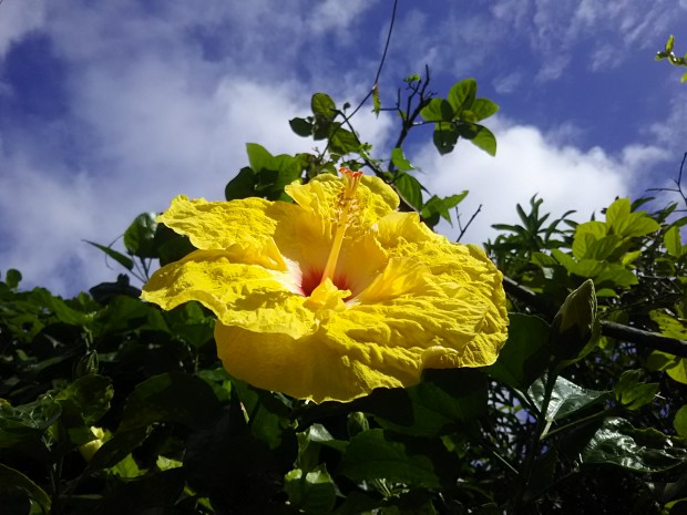 青空と花