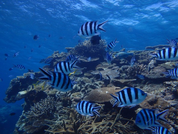 賑やかな魚とサンゴ