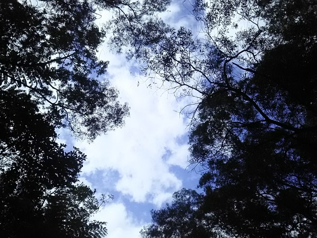 冬の空