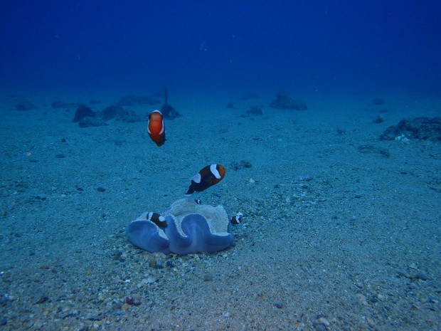 トウアカ