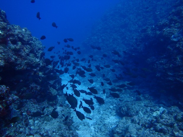 透明度と魚影