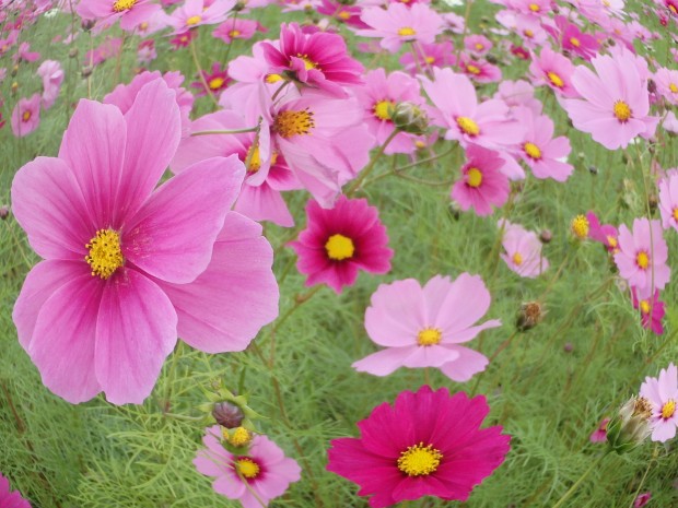 コスモスの花