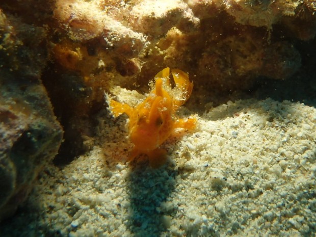 カエルアンコウ正面顔