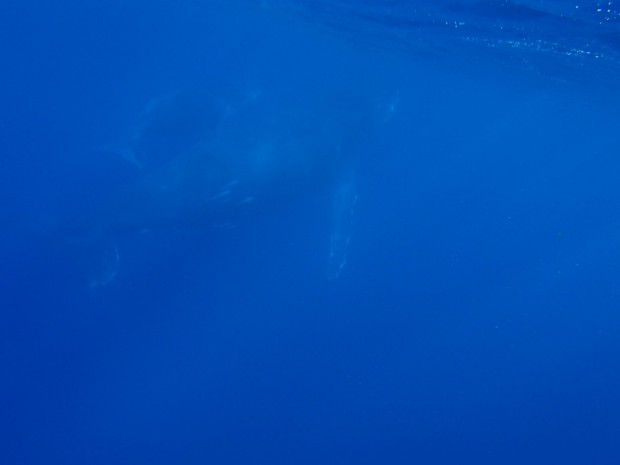 水中のクジラ