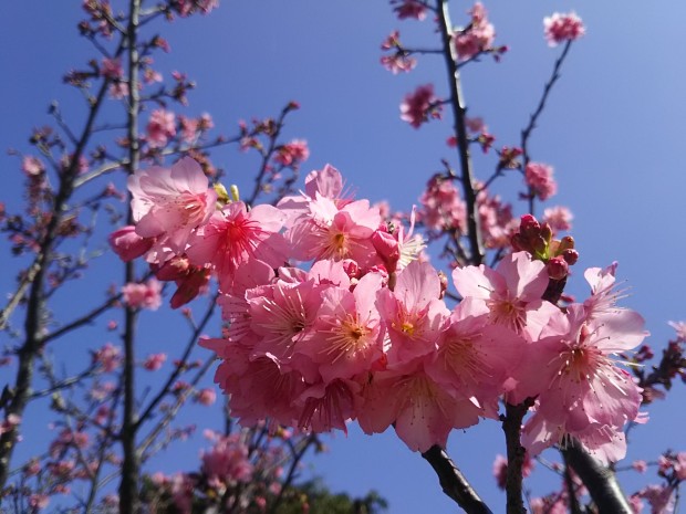 桜