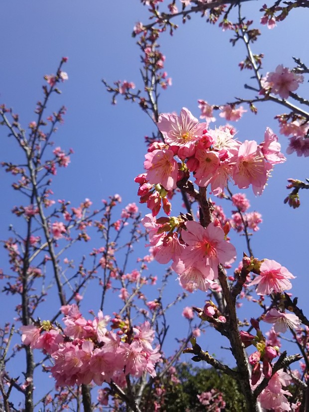 桜の花