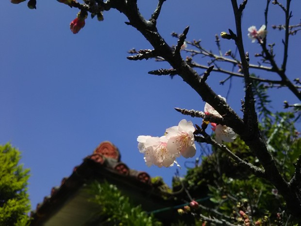 赤瓦と桜