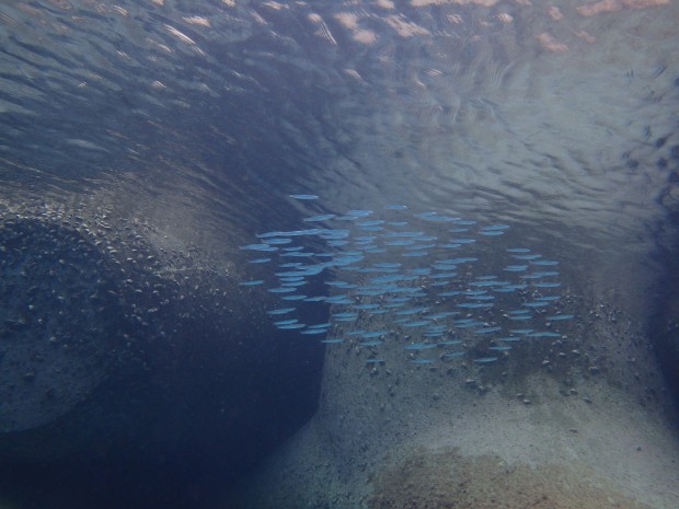 小魚