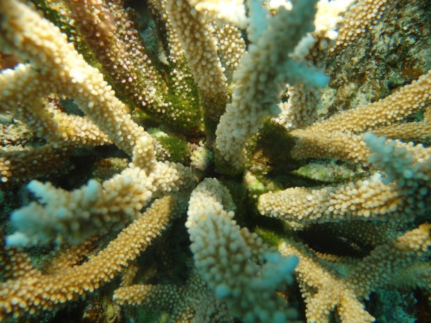 サンゴにレイシ貝