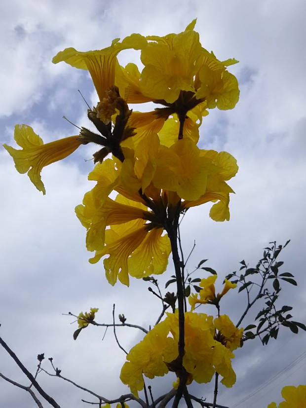 曇天にも映える黄色い花 コガネノウゼン 3月最終週の沖縄 サザンアイランダー