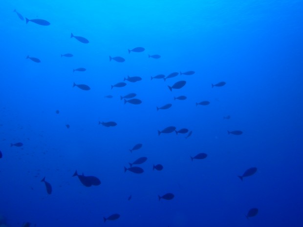 魚