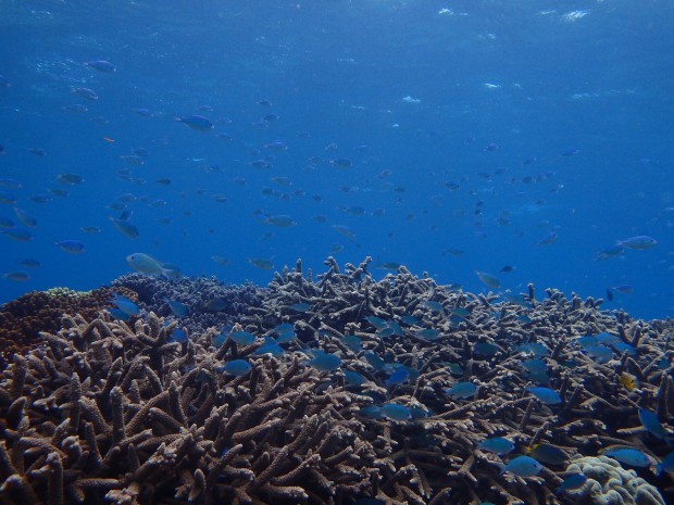 枝サンゴと魚