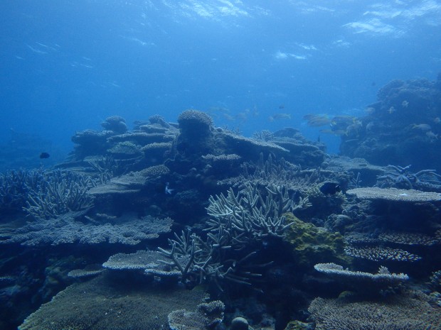 サンゴと魚影