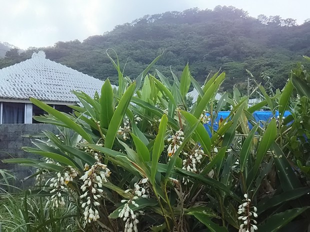 月桃と民家と山