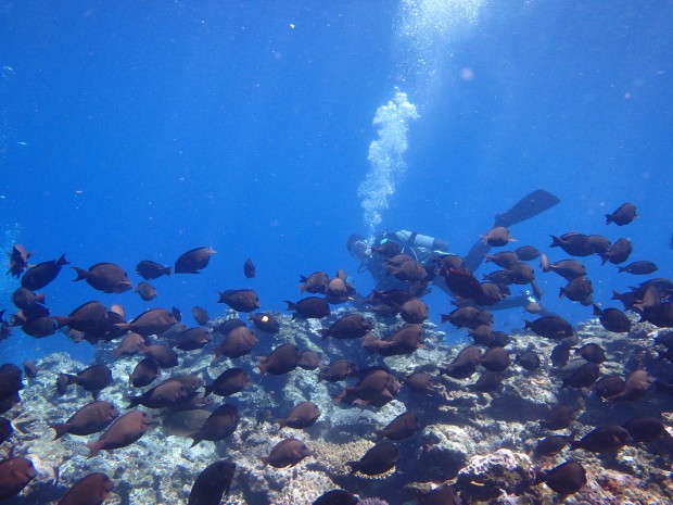 魚影とダイバー