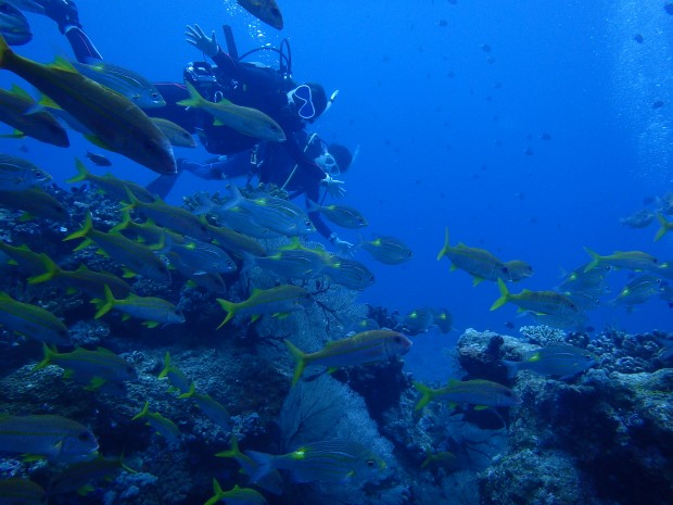 魚とダイバー