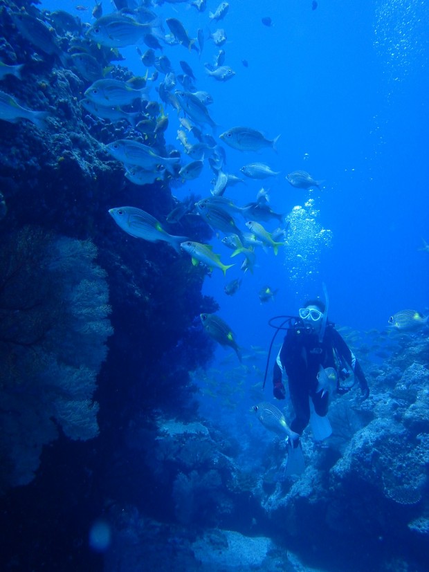 魚影とダイバー