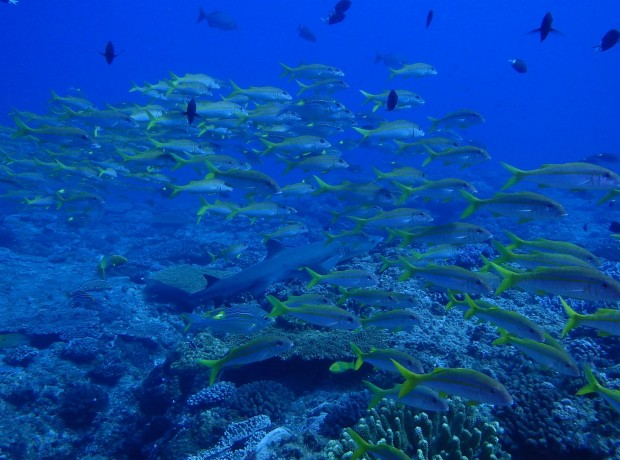 魚影とネムリブカ