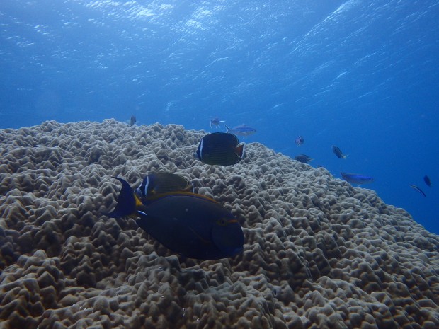 ハマサンゴと魚