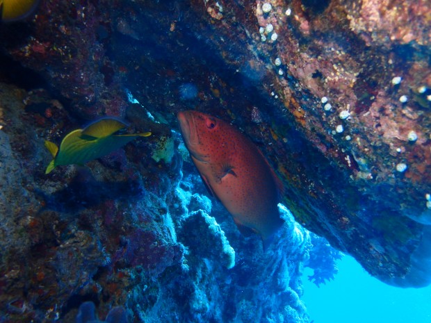 岩陰に魚