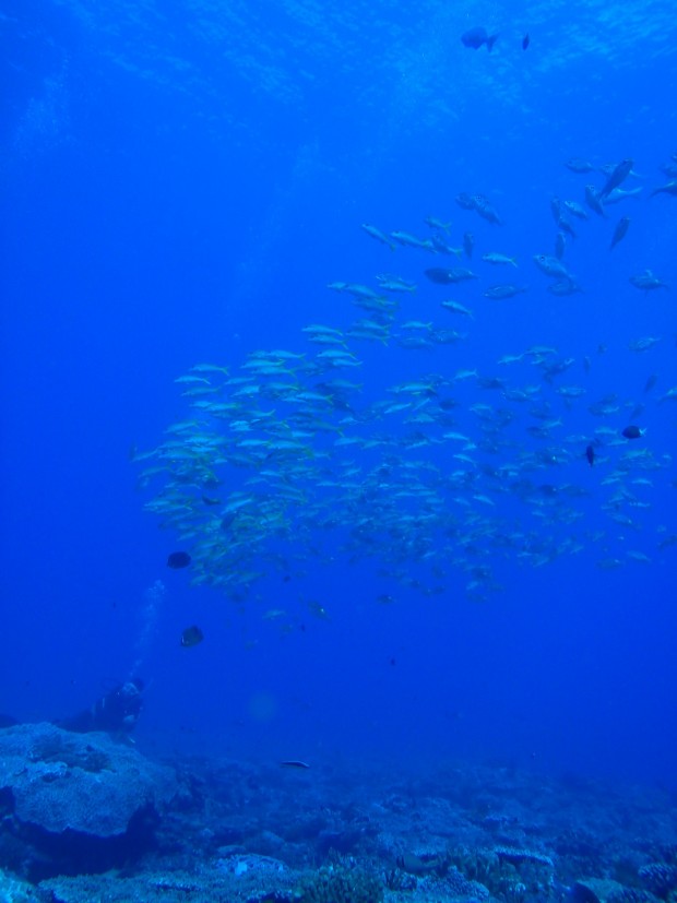 透明度と魚影