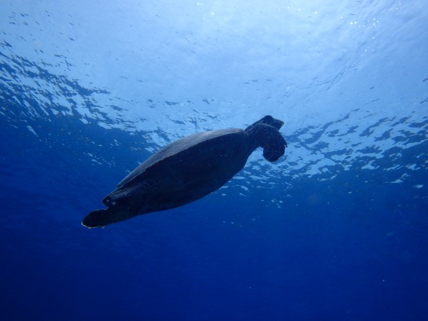 穏やかな水面とカメ