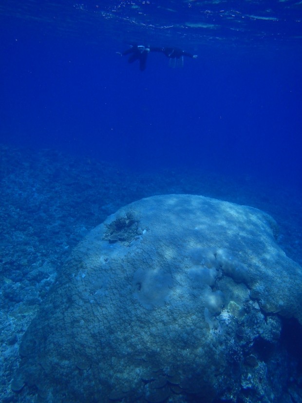 巨大サンゴ