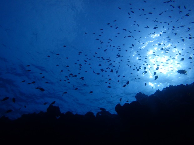 魚影と水面