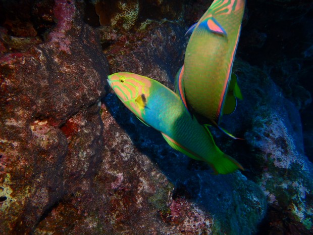 卵を食べる魚