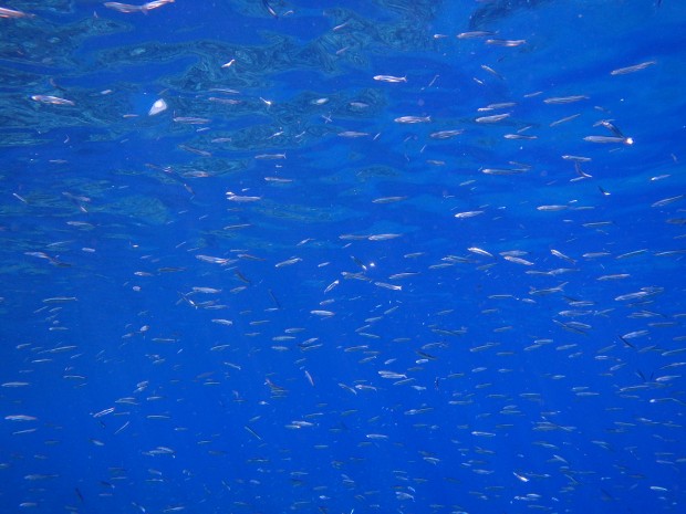 水面近くに小魚