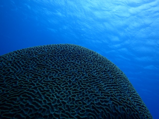 サンゴの模様