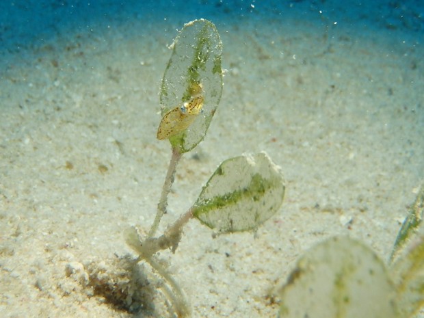 海草にイカ