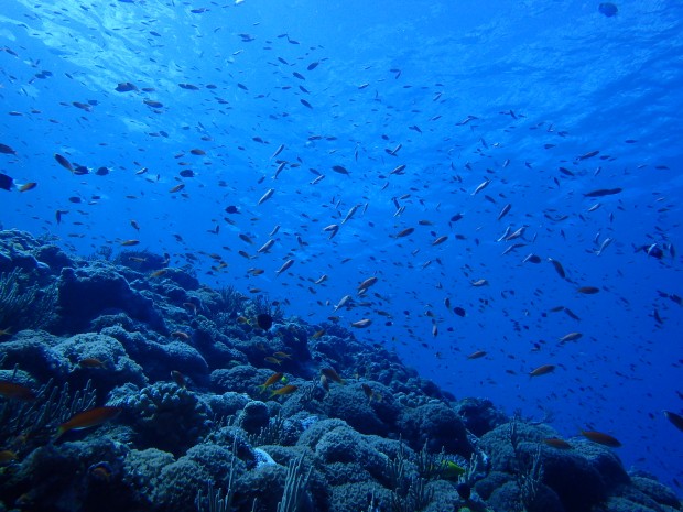 魚影と水面