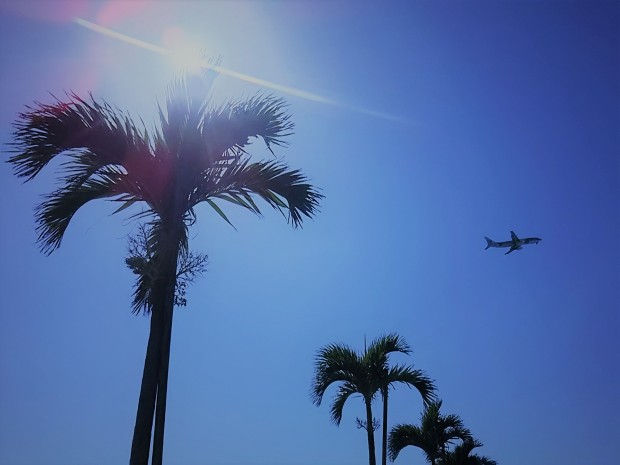 空ヤシの木飛行機