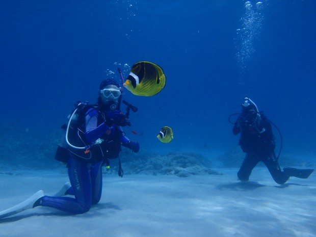 魚とダイバー