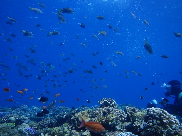 浅場の魚影