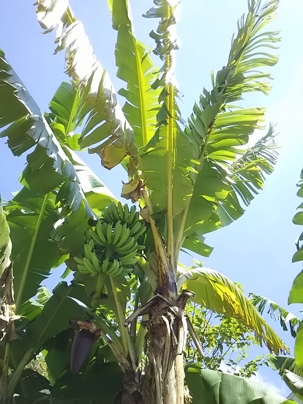 台風影響治まり 夏の暑さ戻った沖縄 強い陽射しとバナナの木 サザンアイランダー