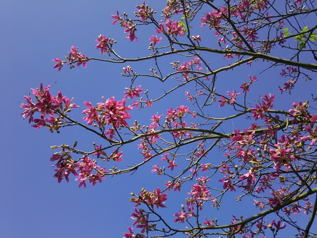 トックリキワタの花