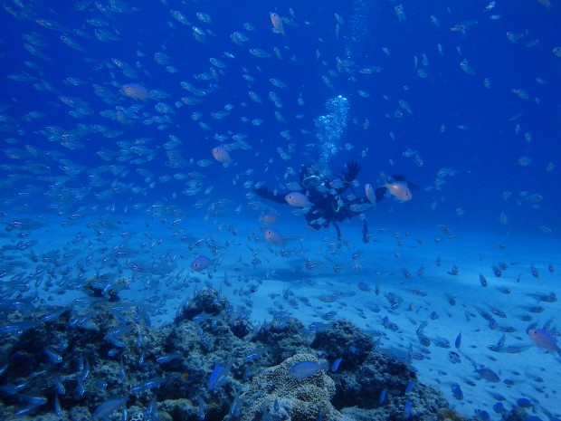 魚とダイバー