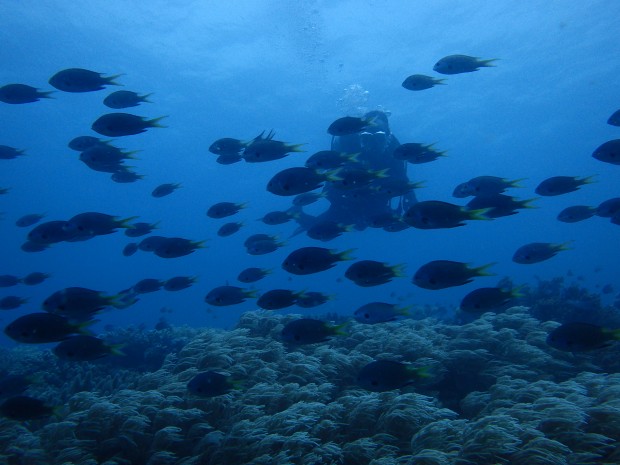 魚影とダイバー