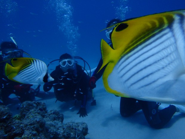 魚と体験ダイバー