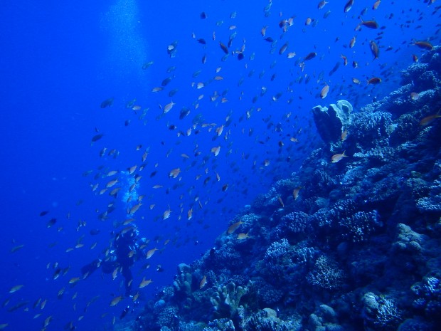 魚影とダイバー