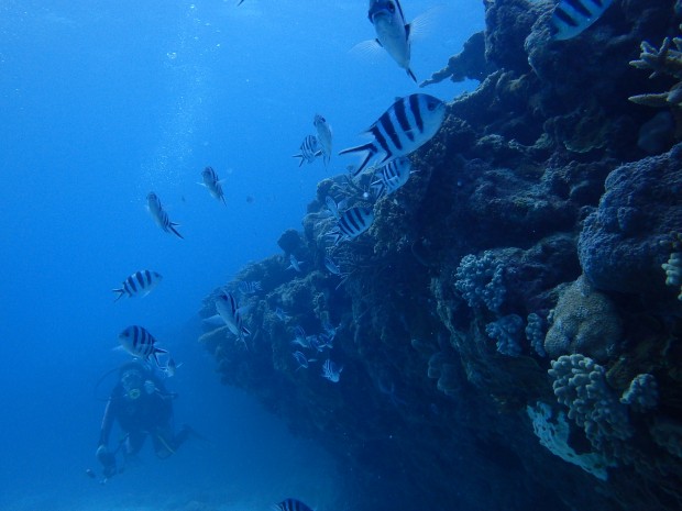 魚影とダイバー