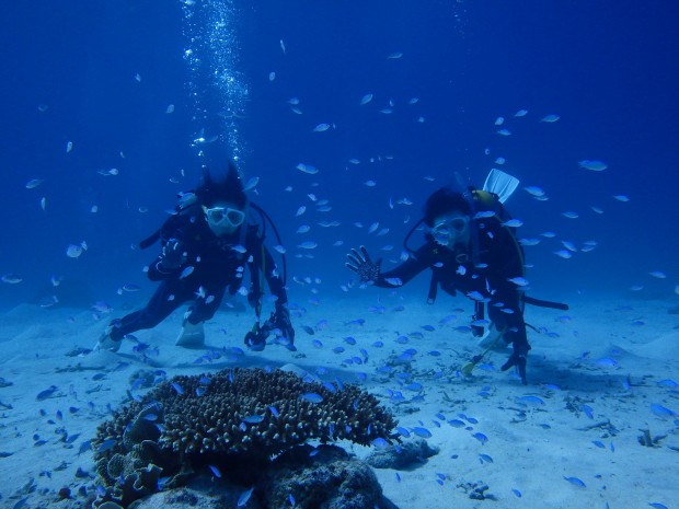 ダイバーと魚