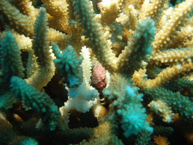 サンゴとレイシ貝
