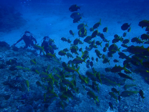 魚影とダイバー