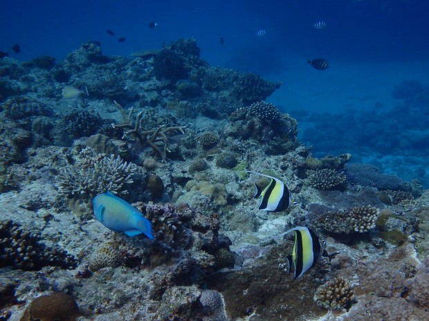 カラフルな魚たち