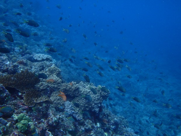 透明度と魚影